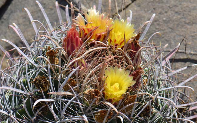 California Barrel Cactus may grow up to 5 or more. The one erect stem is usually straight or slightly leaning. Ferocactus cylindraceus 